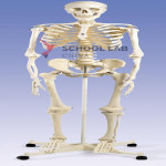 3B Scientific Human Skeleton Model - Max (½ size)